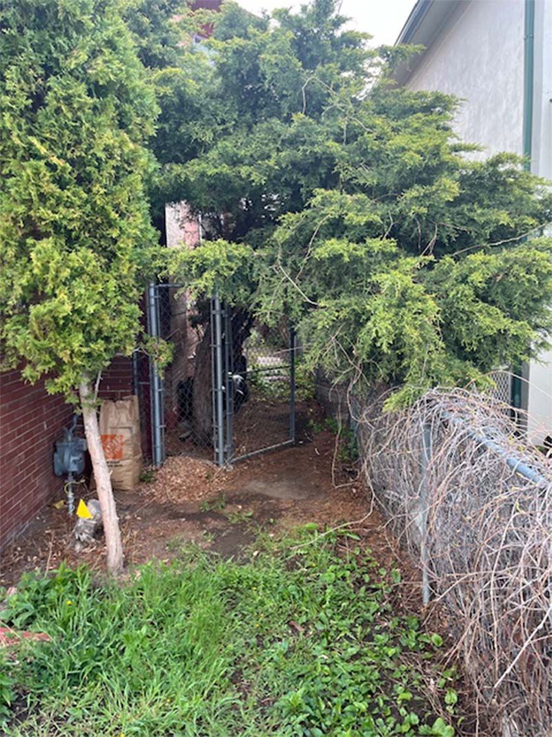 A backyard with a chain link fence and trees.
