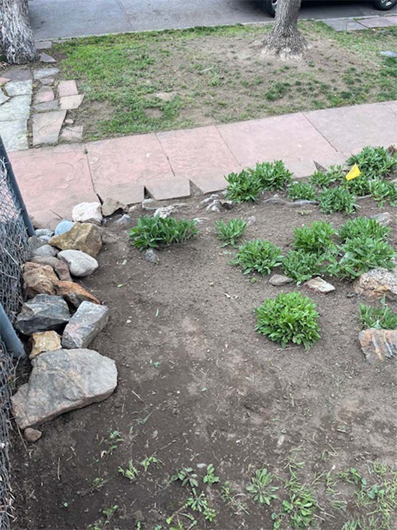 A fenced in yard with rocks and plants growing out of it.