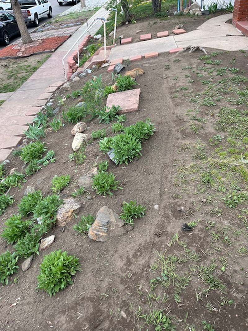 A garden with lots of plants and rocks in front of a house.