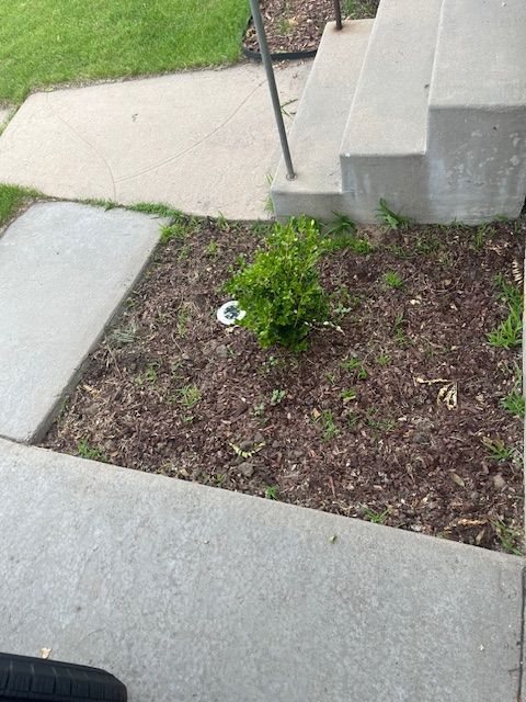 A concrete walkway with steps and a bush in the middle