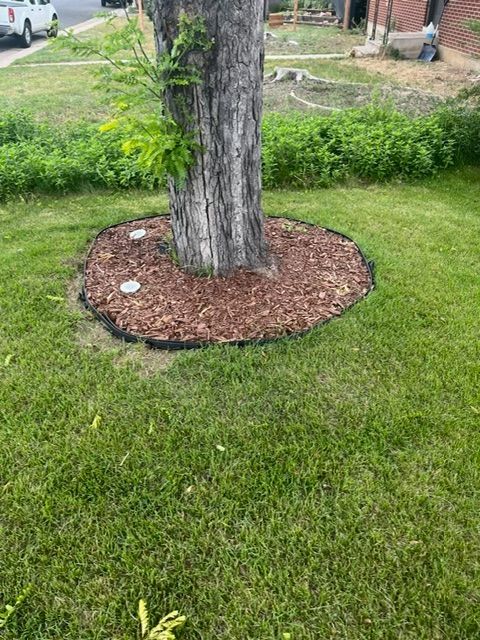 A tree is sitting in the middle of a lush green lawn.