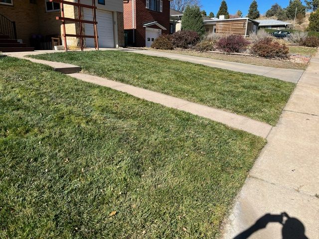 A person is taking a picture of a lush green lawn next to a sidewalk.