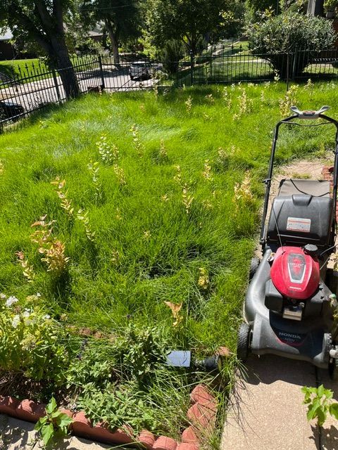 A lawn mower is parked in a lush green yard.