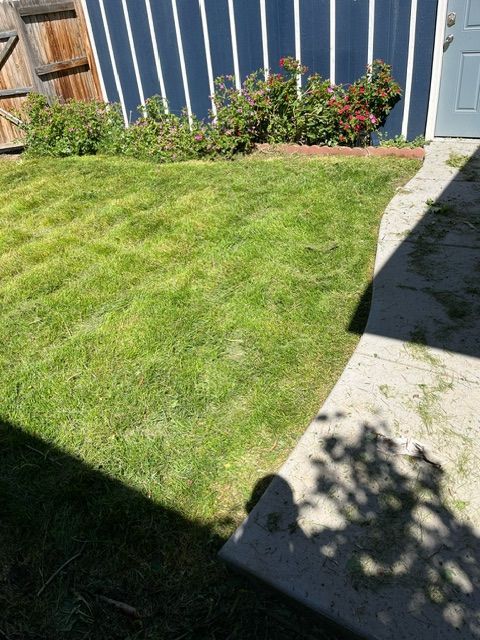 A lush green lawn next to a sidewalk and a wooden fence.