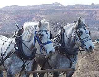Two horses are pulling a plow in a field.