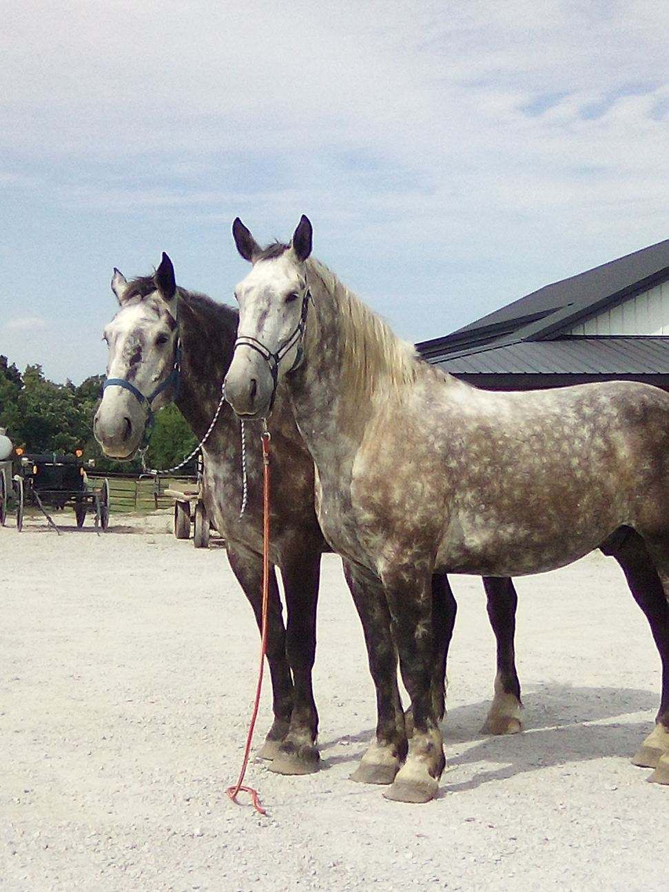 Two horses are pulling a carriage with two people in it.
