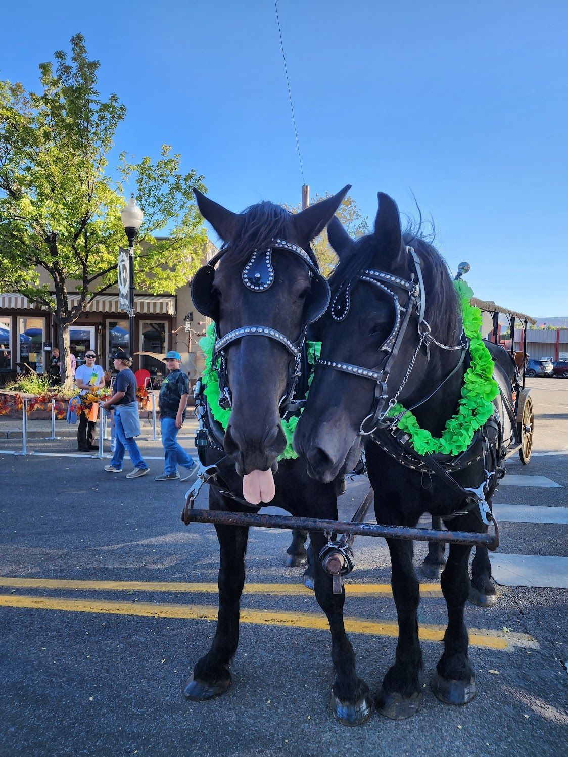 Two black horses are standing next to each other in front of a wooden building.
