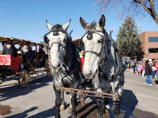 Two horses are pulling a plow in a field.