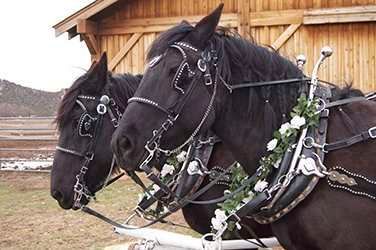 Two black horses are standing next to each other in front of a wooden building.