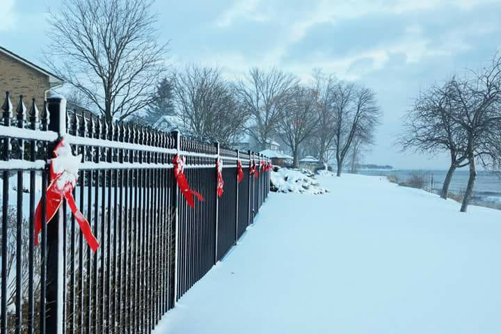 Winter shoreline with black metal picket fence and red bows tied along the fence.