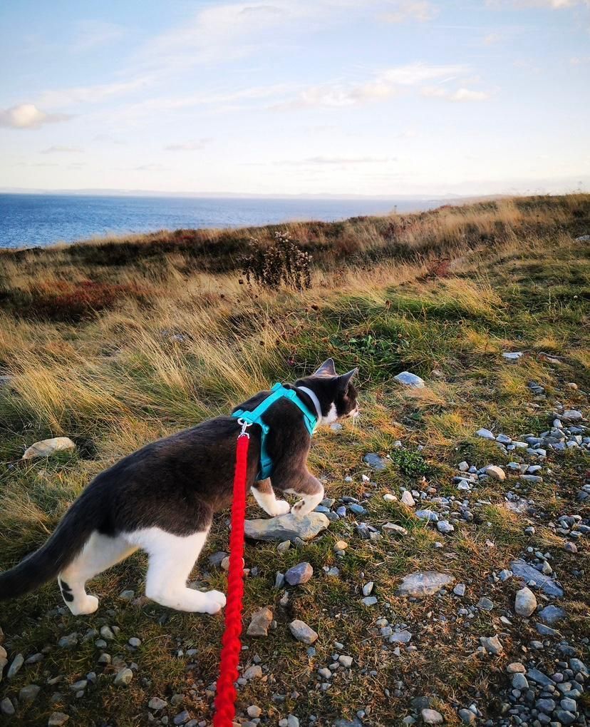 A cat walking on the rocks of Newfoundland overlooking the ocean.