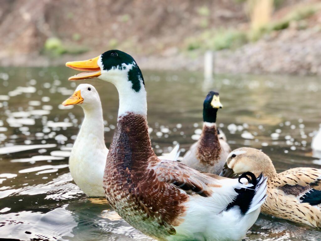 four ducks in a pond