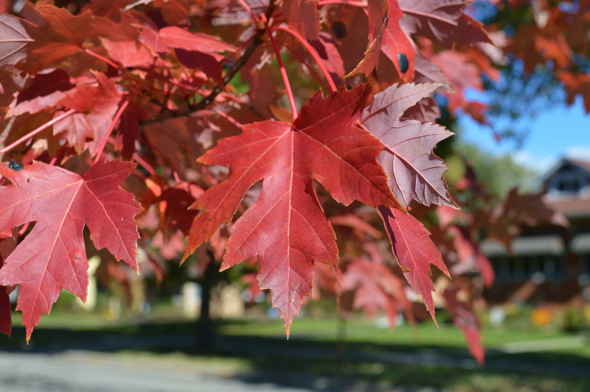 A close up of a maple tree with red leaves