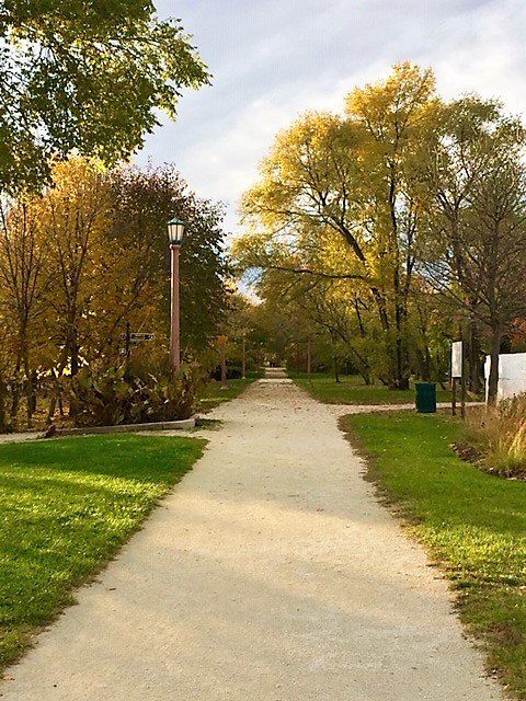 A path in a park with trees on both sides