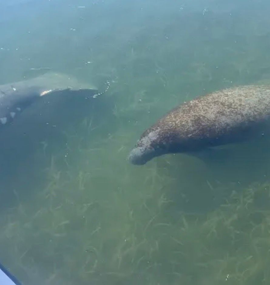 Two manatees swimming in clear water with seagrass. One manatee is facing the camera.