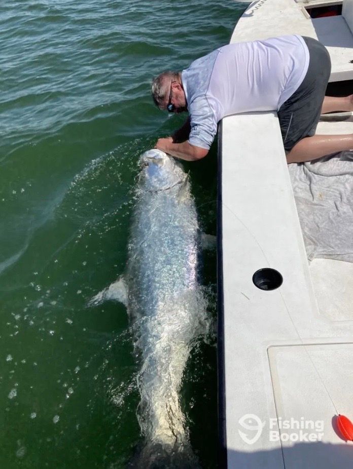 Man leaning over a boat, gripping a large, silvery tarpon in the water. They are near a sunny coastline.