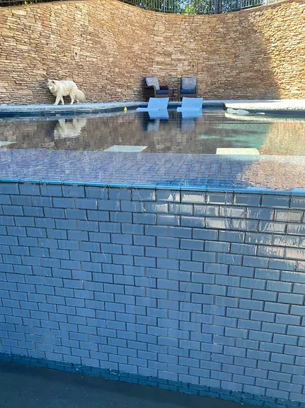 A dog is standing on the edge of a swimming pool.