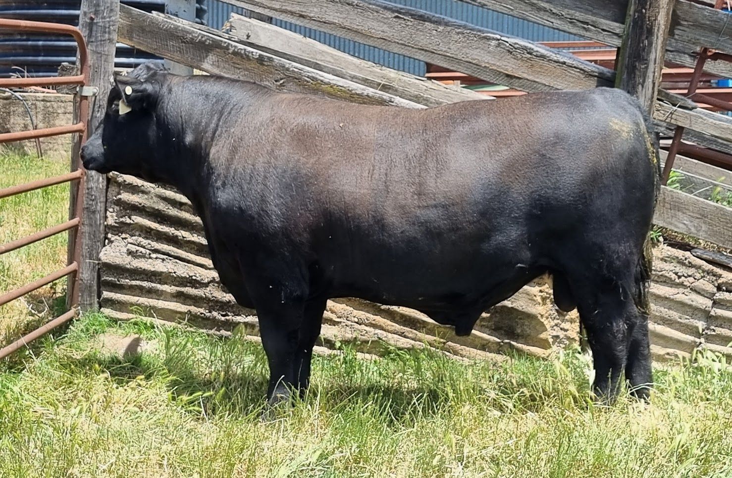 RDM Stockade S21