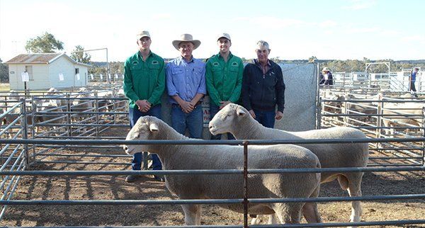 Four Men's Two Rams's