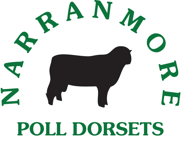 Poll Dorsets