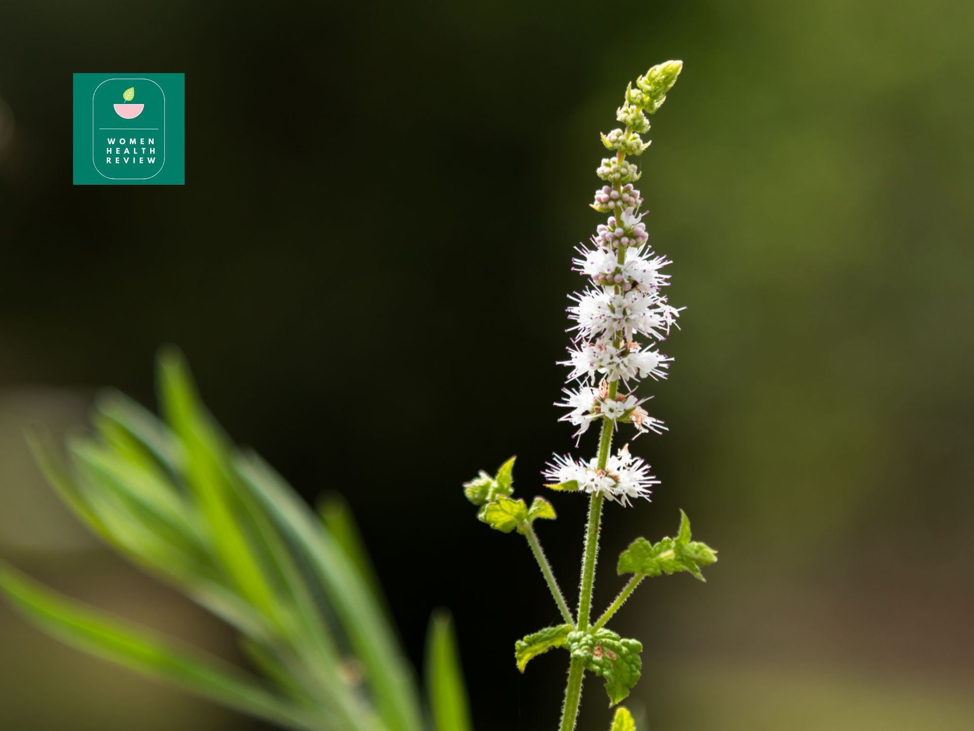 Black cohosh flower