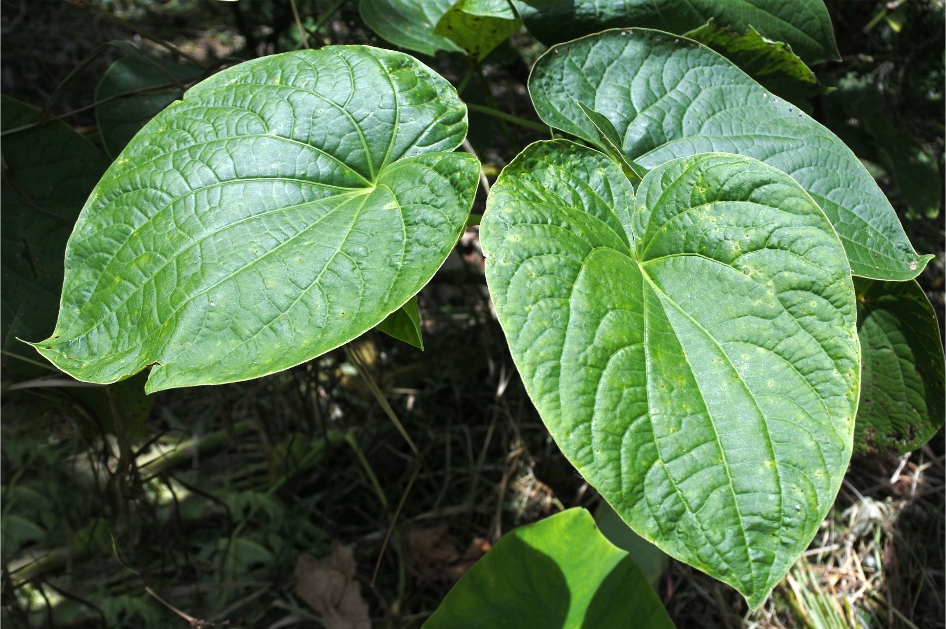 kava (Piper methysticum plant)