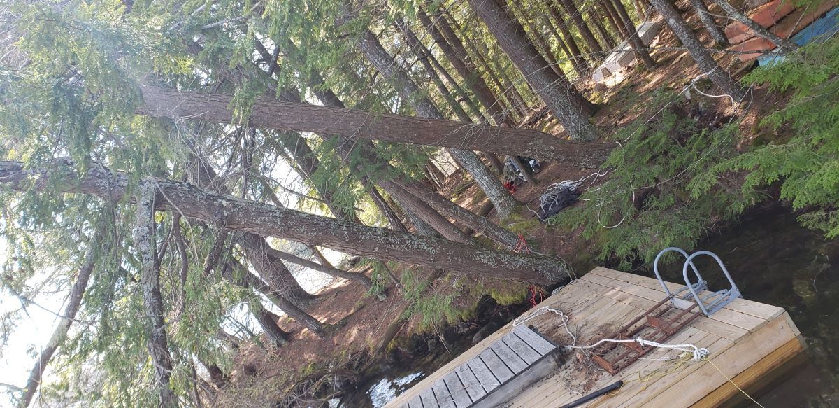 A boat is docked in the middle of a forest.
