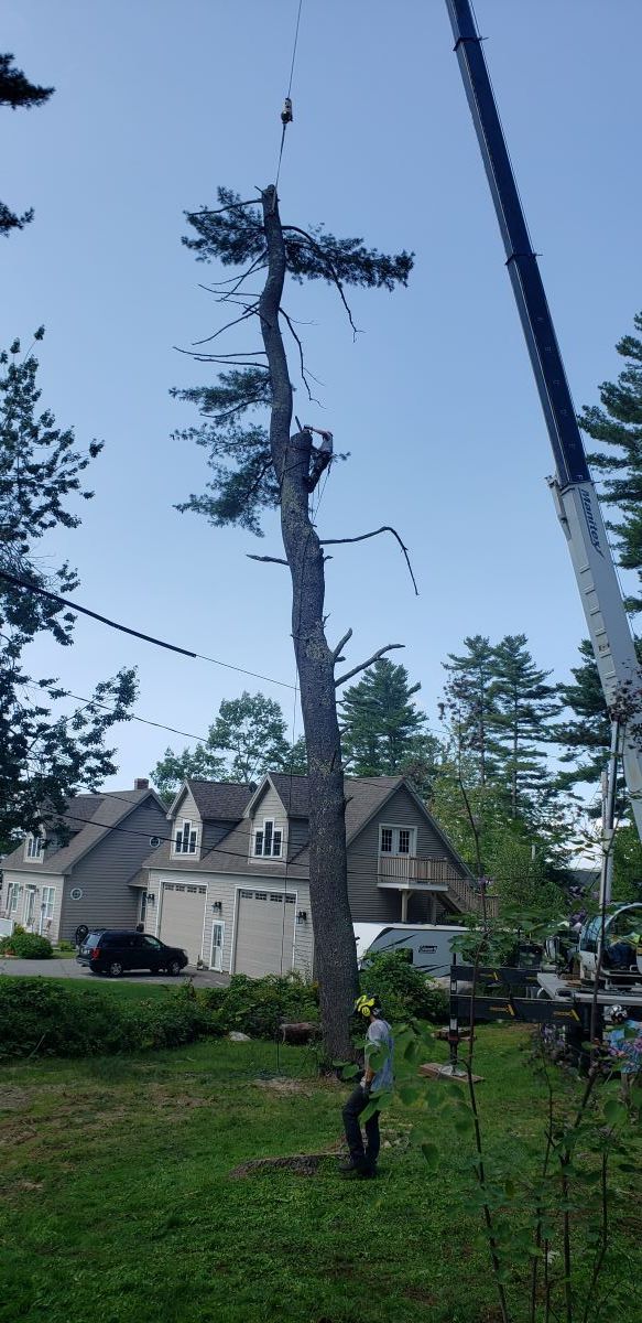 A man is climbing a tree with a crane in the background.