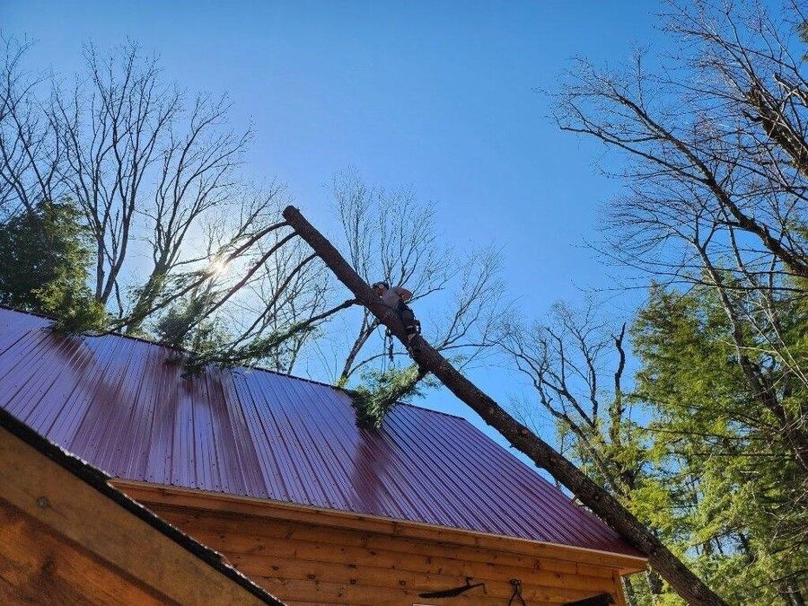 A tree branch is hanging from the roof of a log cabin.