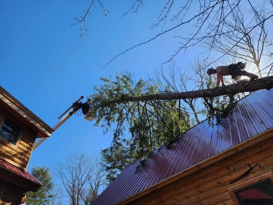 A man is standing on a tree branch on the roof of a house.
