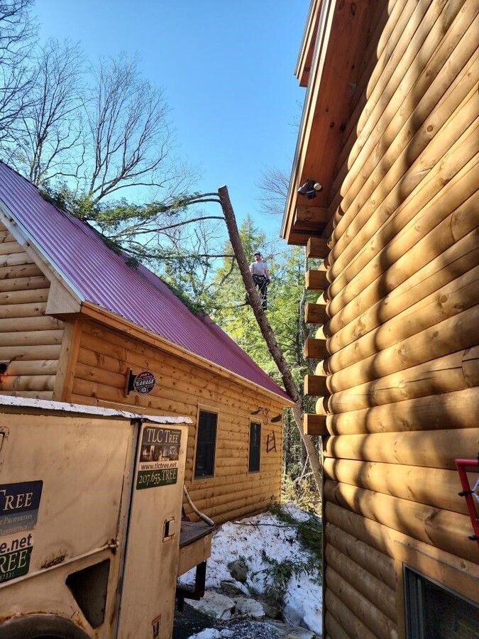 A man is climbing a tree next to a log cabin.