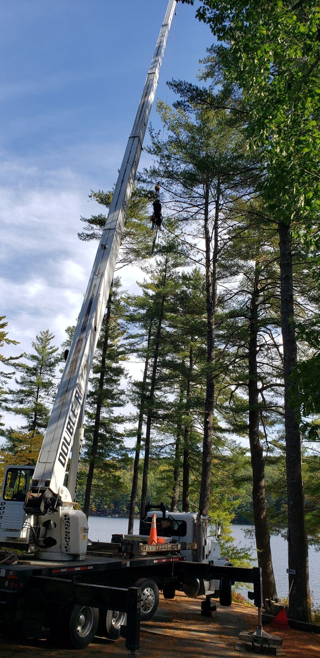 A large crane is cutting a tree in the woods.