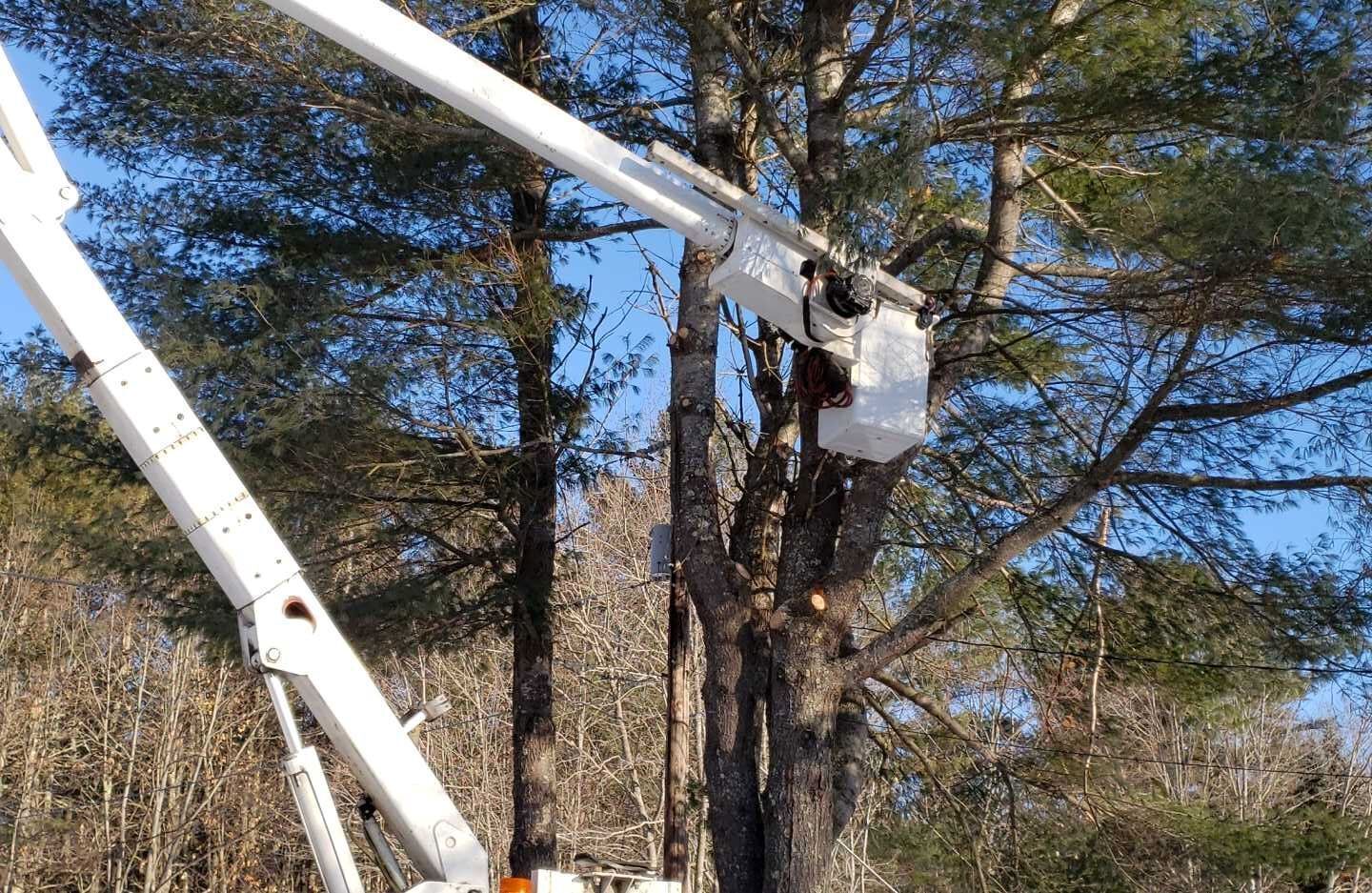 A man is cutting a tree with a crane.