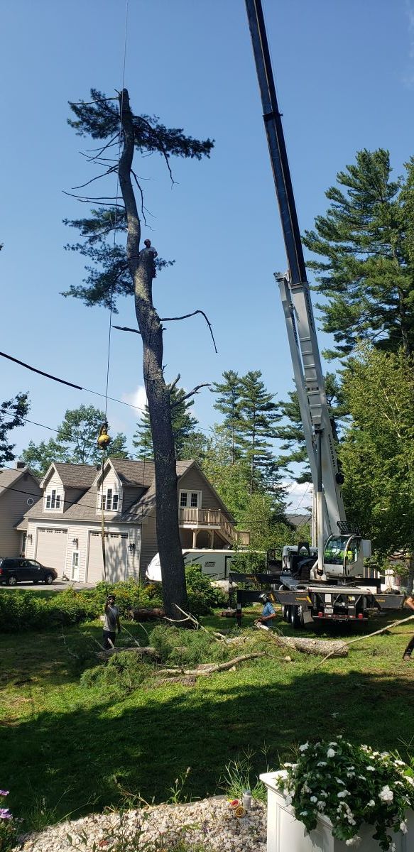 A crane is cutting down a tree in front of a house.