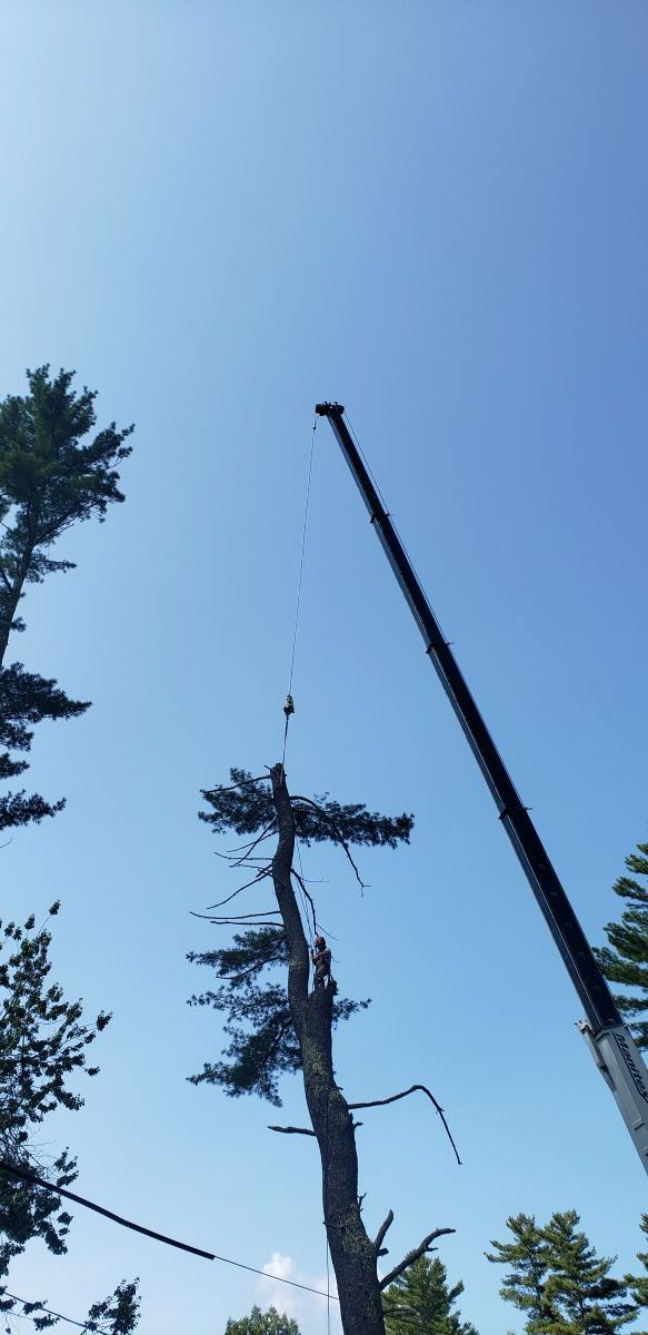 A tree is being cut down by a crane.