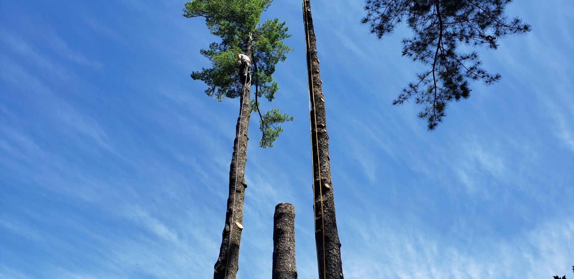 Three trees are silhouetted against a blue sky with clouds.