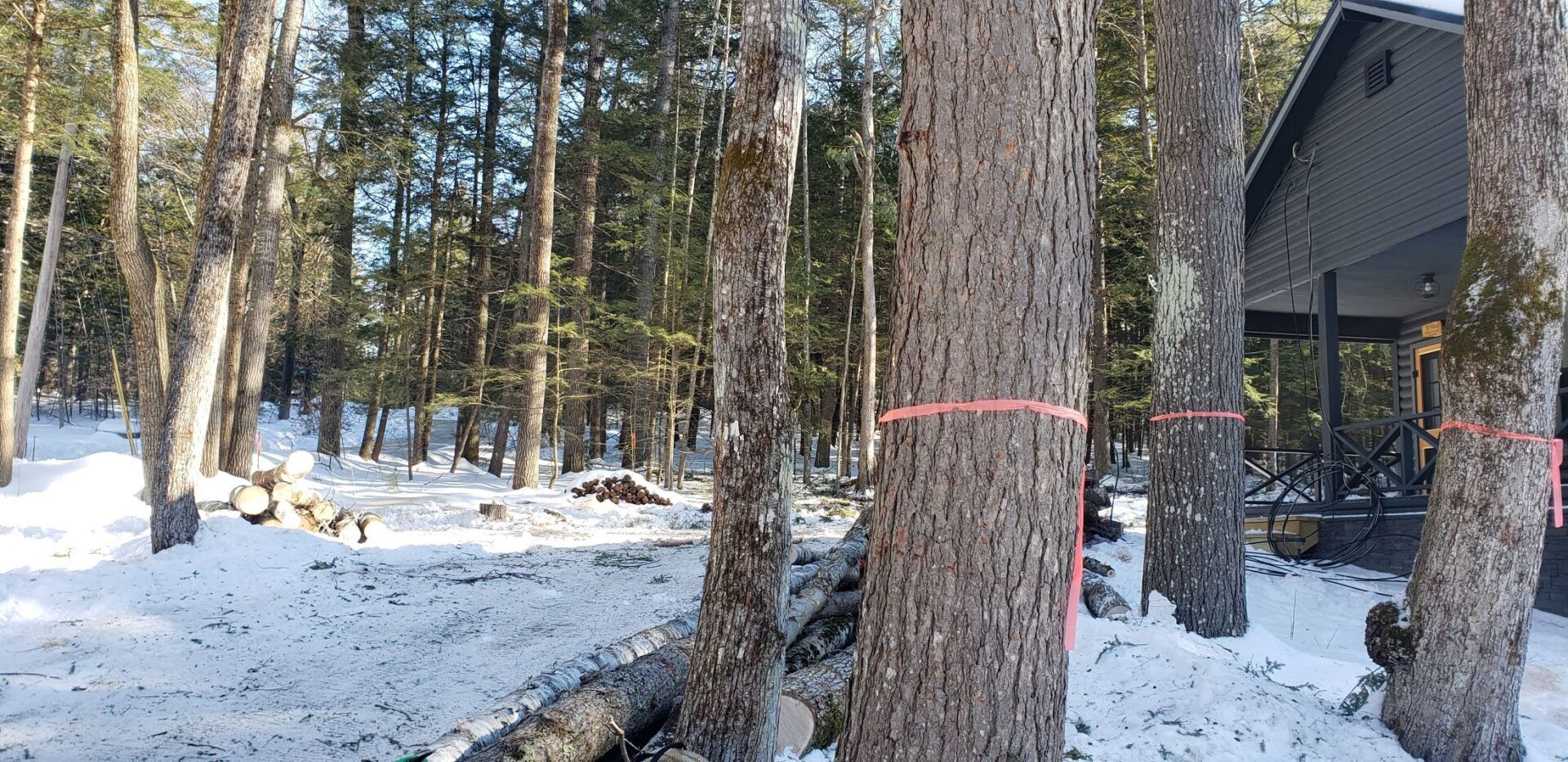 A snowy forest with a house in the background and trees marked with red tape.