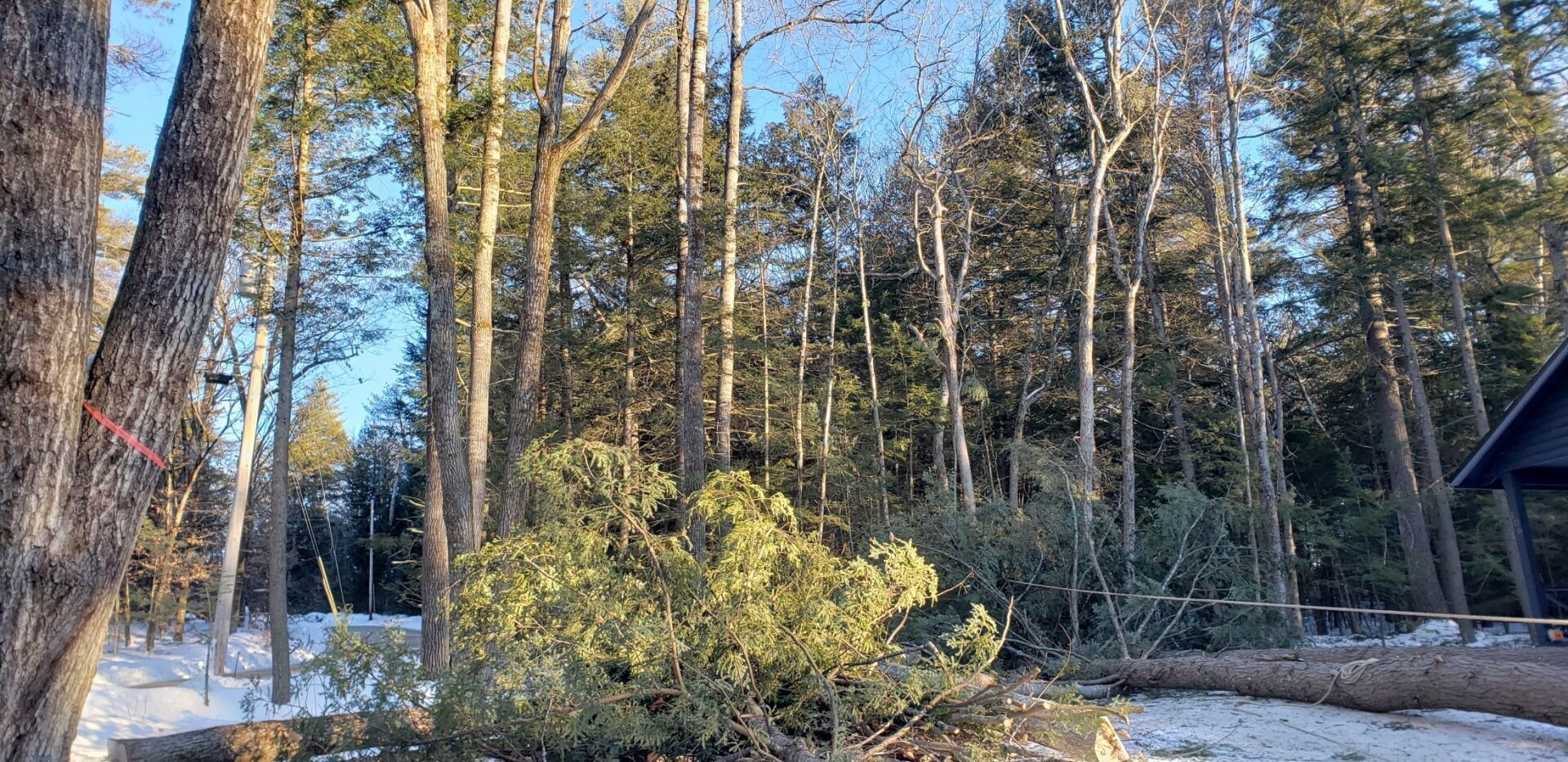 A fallen tree in the middle of a forest with a house in the background.
