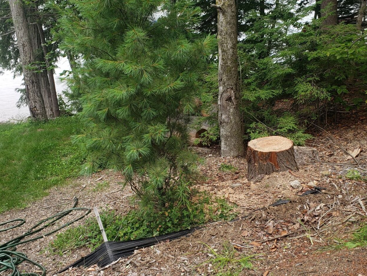 A tree stump is sitting in the middle of a forest next to a lake.