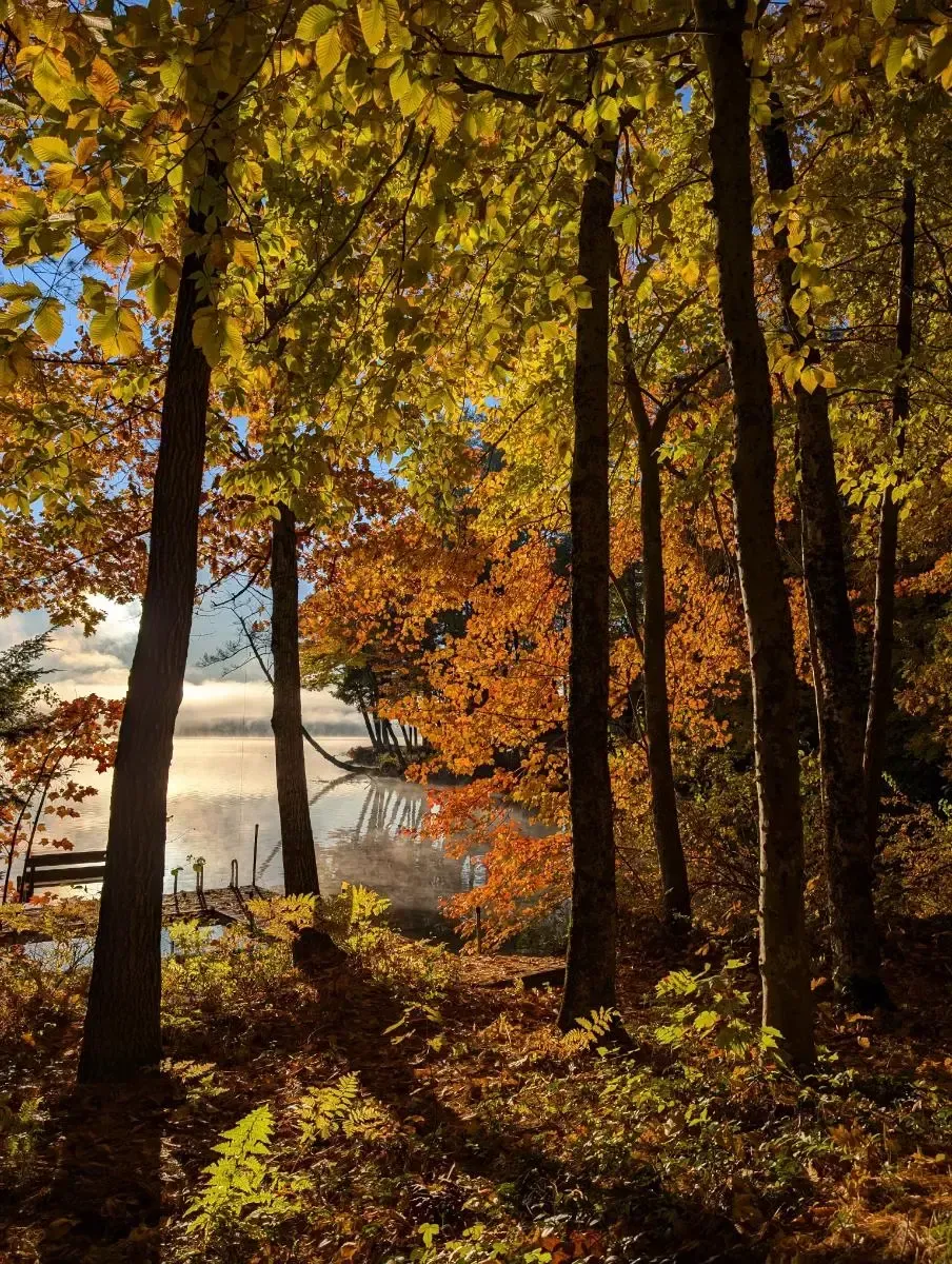 Forest in autumn with a lake in the background
