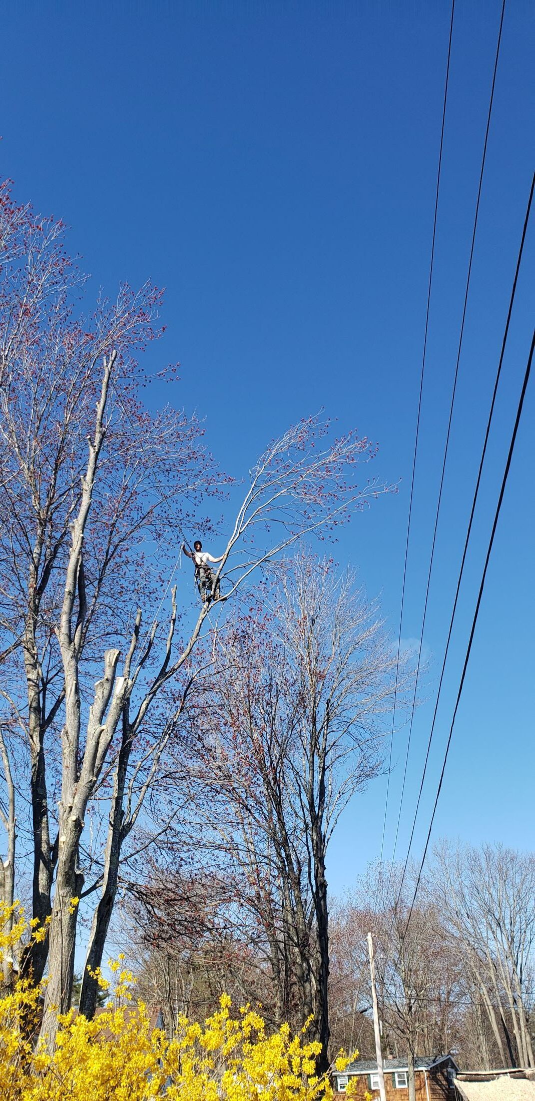 A person is cutting a tree with a chainsaw.