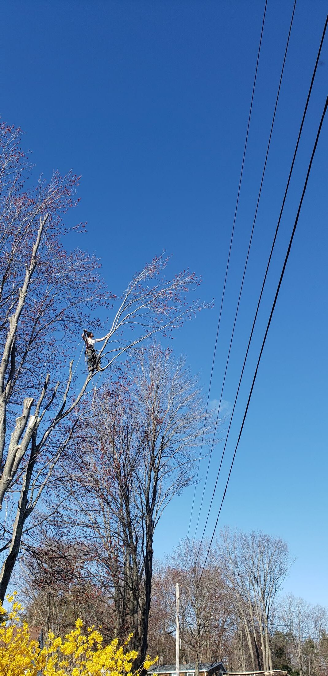 A tree surgeon is cutting a tree with a chainsaw on a sunny day.