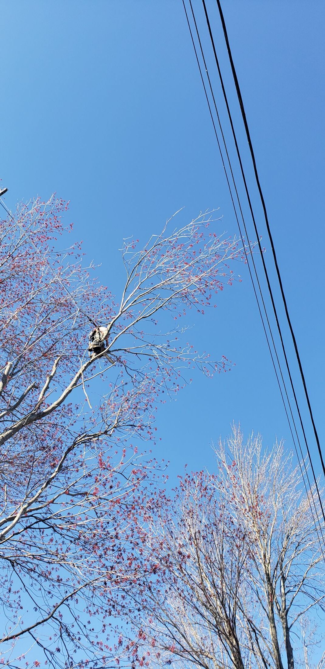 A tree with pink flowers against a blue sky with power lines in the foreground.