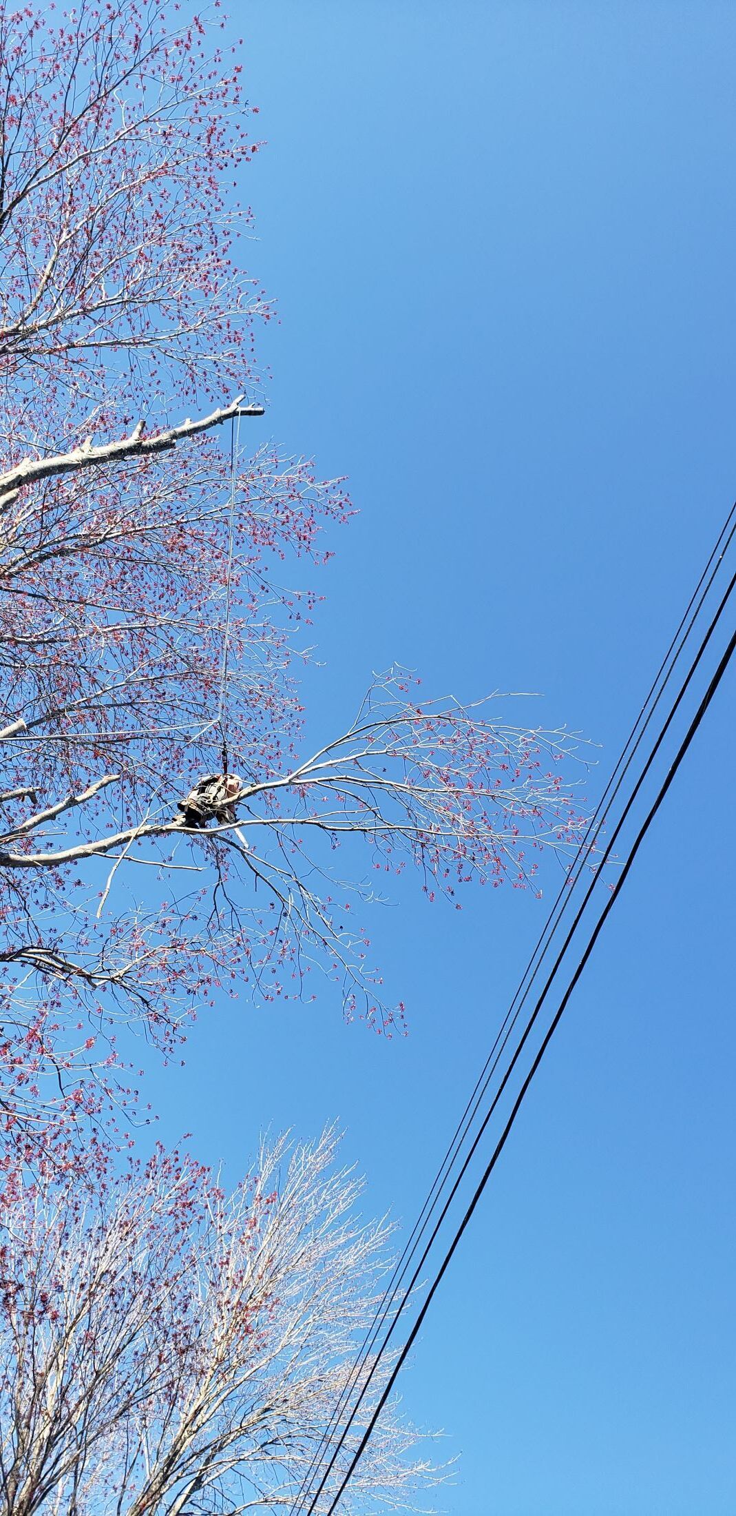 A tree with pink flowers and a blue sky in the background.