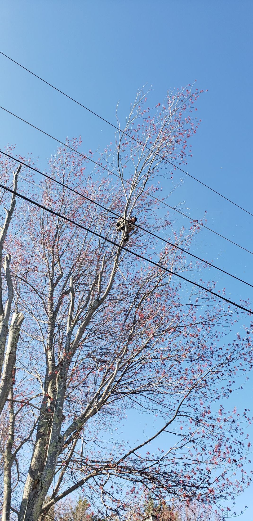 A tree with pink flowers is hanging from a power line.