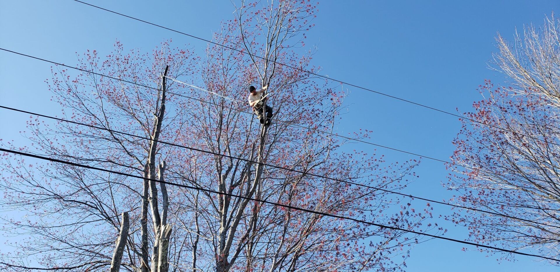 A man is standing on top of a tree next to power lines.