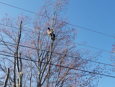 A man is hanging from a power line in a tree.