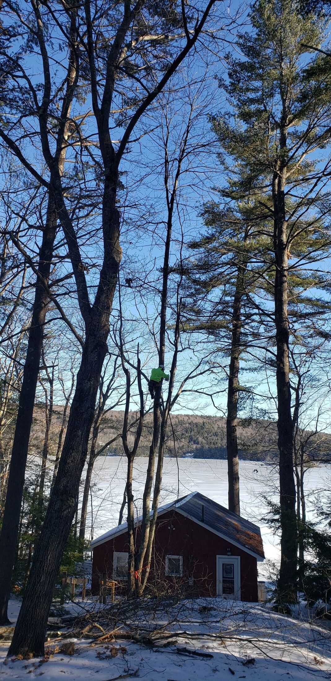 A man is climbing a tree in the woods near a lake.