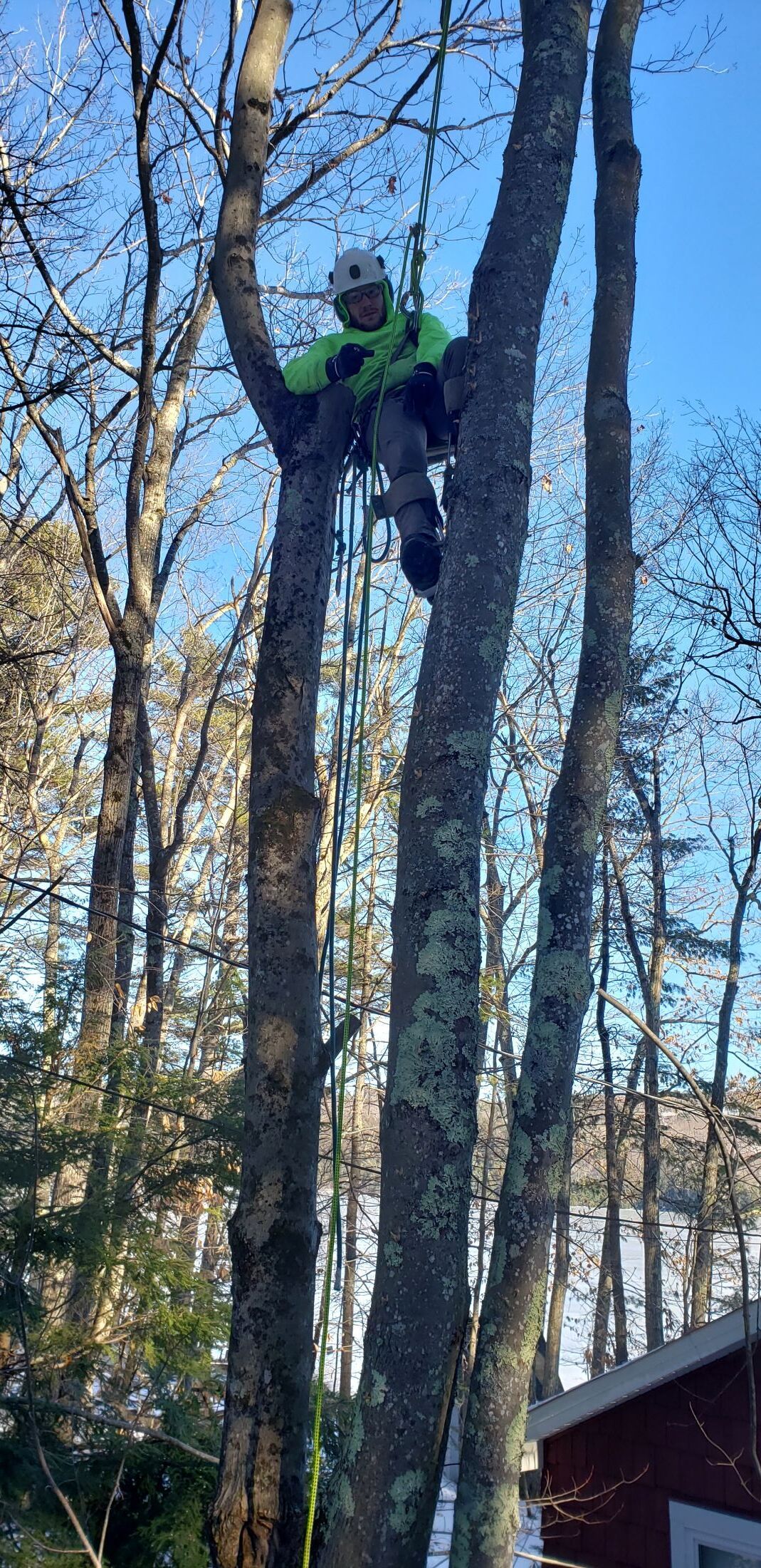 A man is climbing up a tree in the woods.