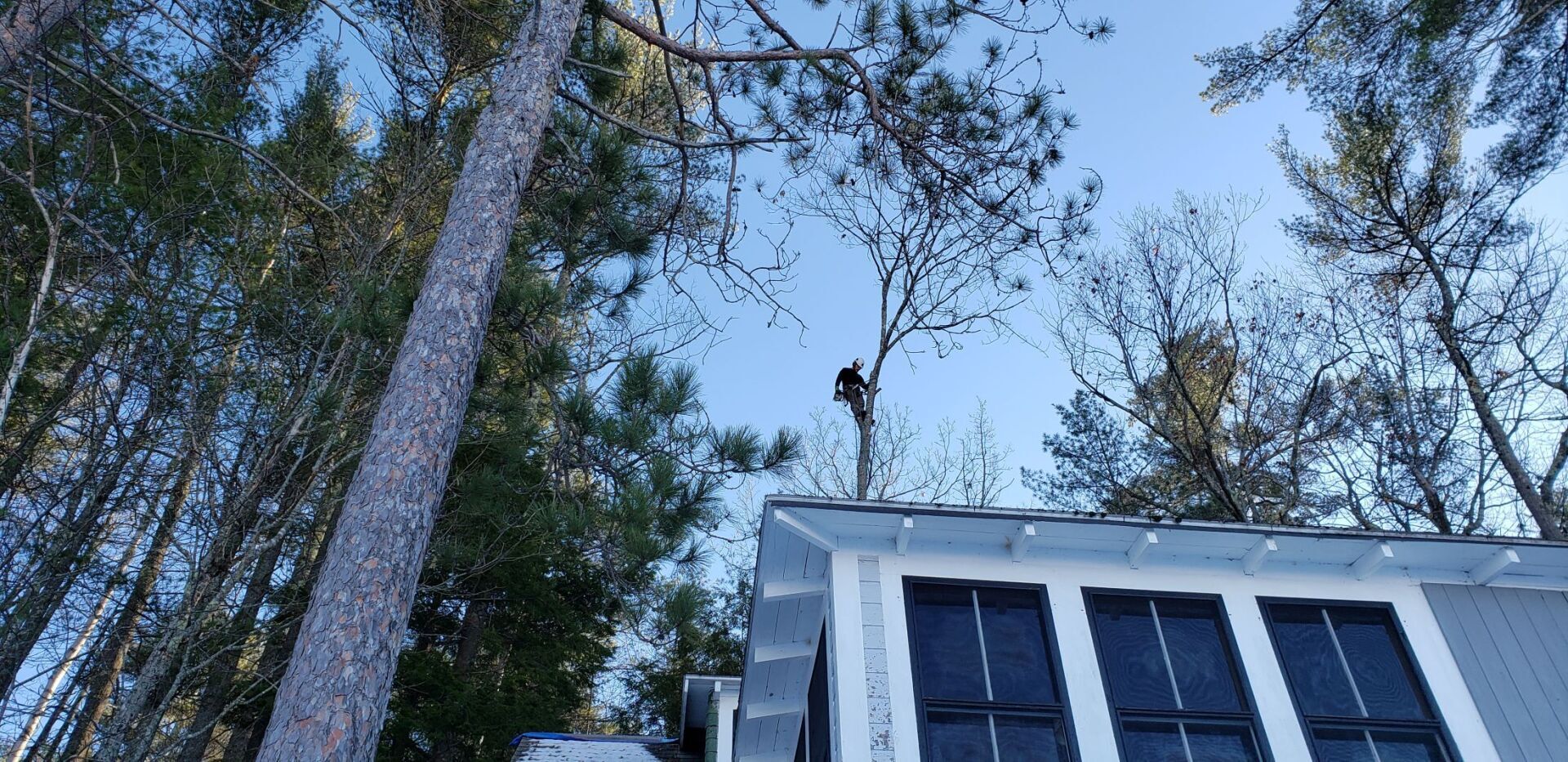 A man is climbing a tree on the roof of a house.